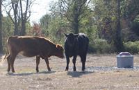 Two farm animals with trees in the background